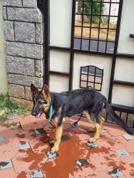 5 months old gsd puppy for sale