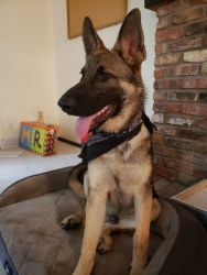 7 month old needs a new home