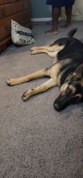 (2) 7 month old female german Sheppard puppies