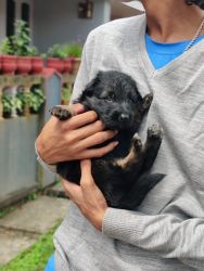 German Shepard puppies for adoption (Double coat)