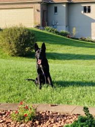 8 Month old “Bear” ALL BLACK GSD