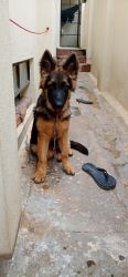 German Shepard puppy for sale