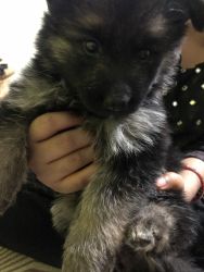 German shepherd puppy only for pet lovers