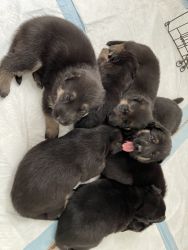 Germán Shepherd puppies for sale