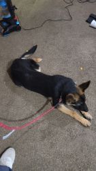 German Shepherd Puppy For Sale in Flint, MI.(7 Months)