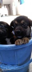 4 German Shephrador puppies for sale