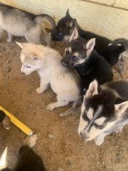 Puppies (germen sheperd/husky)