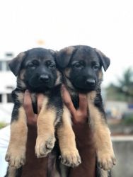 GSD puppies sell good bloodline..