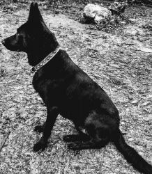 AKC registered black German shepherd puppies
