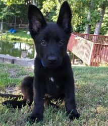 AKC Registered Purebred German Shepherd Pups For Adoption: How Text Us