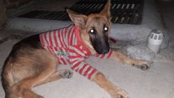 5 months old German Shepherd Puppy on Sale on immediate basis (Urgent)