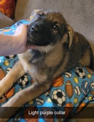 Akc gsd puppies