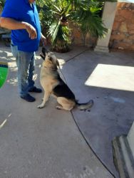 German Shepherd is 1 and a half human yrs old