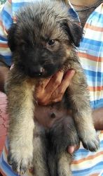 German Shepherd Pups For Sale