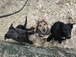German Shepherd Puppies, Police Bloodline