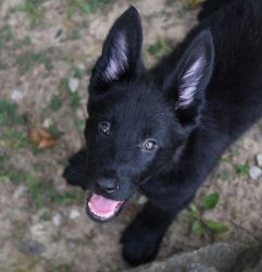 German Shepherd Puppies For New Homes