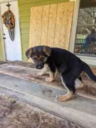 2 females German shepherd puppies. AKC registered and parents on site.