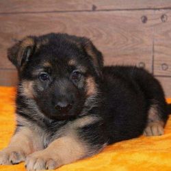 Home Trained German Shepherd Puppies Available