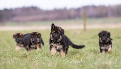 German shepherd puppies ready to go