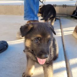 GSD puppies