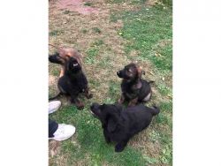 German Shepherd, iron gray and black puppies