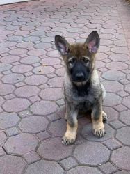 Finding a home for German Shepherd puppy