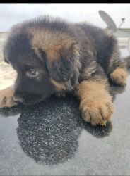 German Shepherd Puppy For sale
