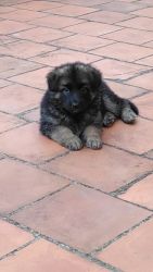1month old GSD