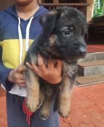 GERMAN SHEPHERED PUPPIES FOR SALE