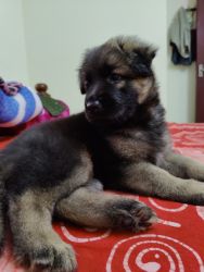 45 day old female German shepherd puppy (vaccinated)