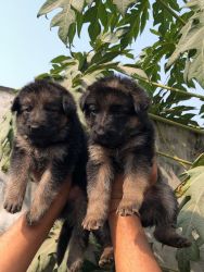 German shepherd puppies available