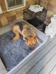 GSD for best home