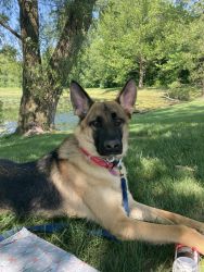 German Shepard 1 and 1/2 year old