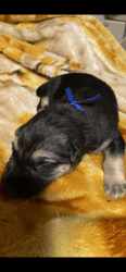 AKC registered German Shepherd puppies