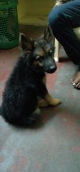 Adorable shepherd puppy for sale!