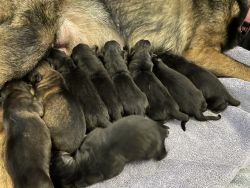 GSD pups in Westminster