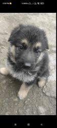 German Shepard Male pup for sale❤️