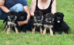 German Shepherd Puppies for x mass