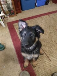 Sweet GSD girl ready in time for the holidays