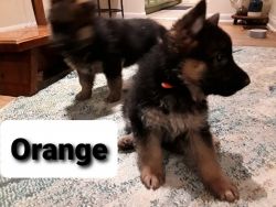 Registered German Shephard puppies for sale