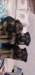 GSD Female puppies 1.5 months