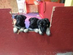 German Sheperd pups CKC for sale