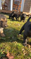 German Shepherd/Australian Shepherd Puppies