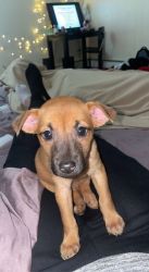 German Shepard mix lab puppy for sale