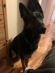 1 YEAR OLD GSD