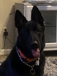 18 month old male GSD DDR Background (Black)