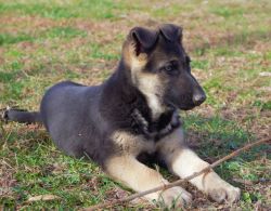 Looking for a lovinf forever home for my 8 week old German shepherd