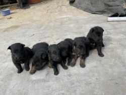 Original All black German Shepherd puppies for sale
