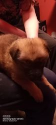 German sheppard, great pyreness puppies for sale