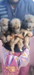 Good Quality GSD Available at low price